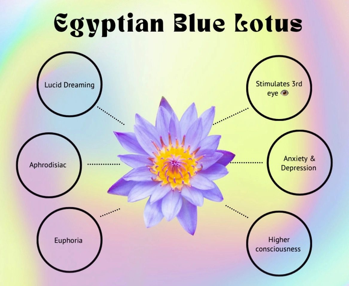 Egyptian Blue Lotus - Image 3